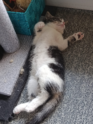 Adoption Afty