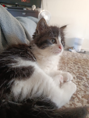 Adopter Lovy