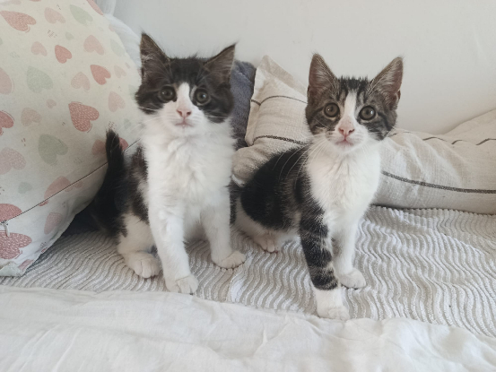 Adopter Lovy