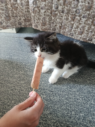 Adoption Lovy