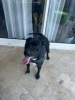 Arko