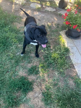 Adopter Arko