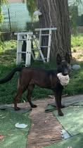 Adopter Laika