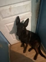 Adopter Laika