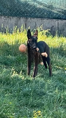 Adopter Laika