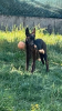 Laika