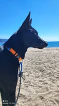 Adopter Oslo