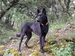 Adopter Oslo