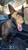Adopter Venum