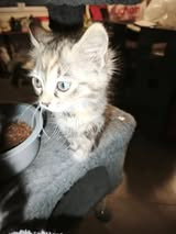 Adopter Boubou