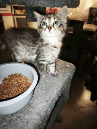 Adopter Boubou