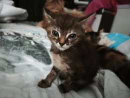 Adopter Bulma
