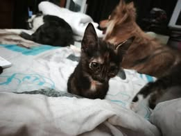 Adopter Flip