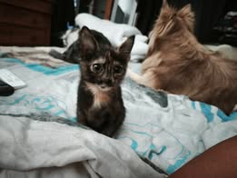 Adopter Flip