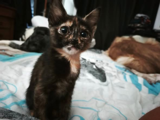 Adopter Flip