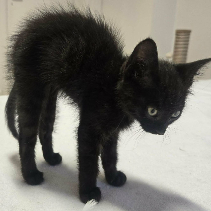 Adopter Smoke