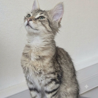 Adopter Mochi