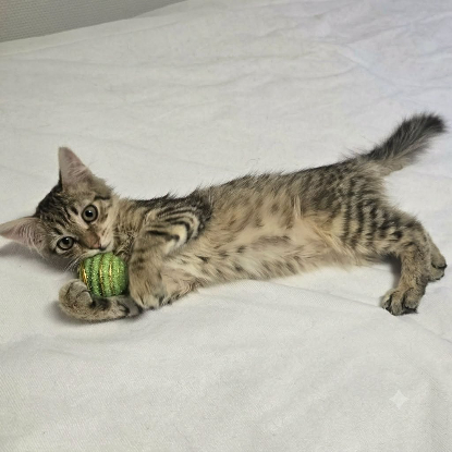 Adopter Mochi