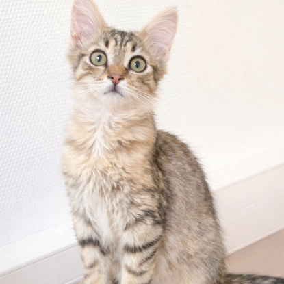 Adopter Mochi