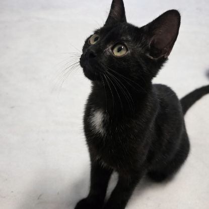 Adoption Siruis