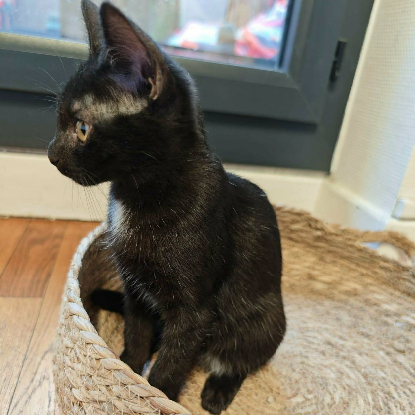 Adopter Siruis