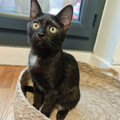 Adopter Siruis