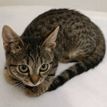 Adopter Praline