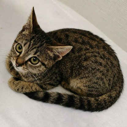 Adopter Praline