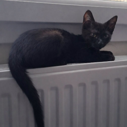 Adopter Mercredi