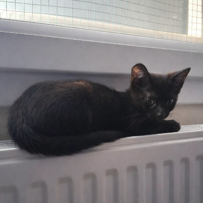 Adopter Mercredi