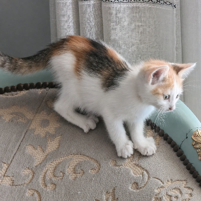 Adopter Zely
