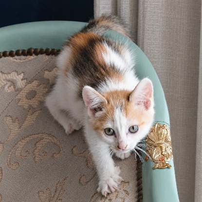 Adopter Zely