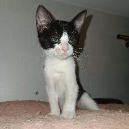 Adoption Myrtille