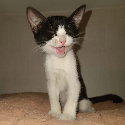 Adopter Myrtille