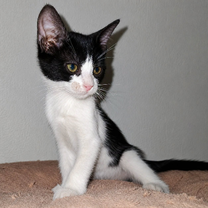 Adopter Myrtille