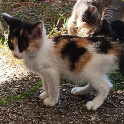 Adopter Gribouille