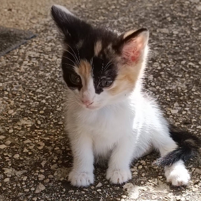 Adopter Gribouille