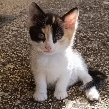 Adopter Gribouille