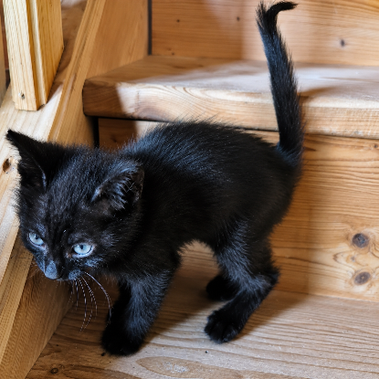Adopter Bagheera