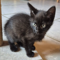 Adopter  chat : Osiris
