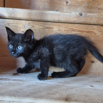 Adopter Osiris