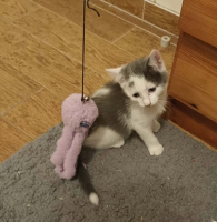 Adopter  chat : Calimero