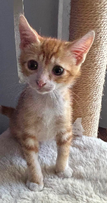Adopter Soren