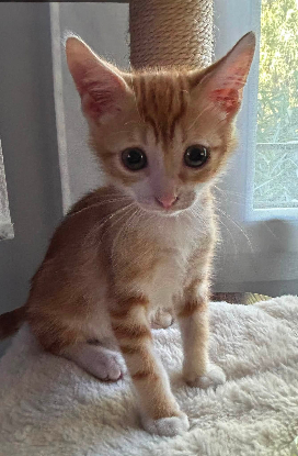 Adopter Soren
