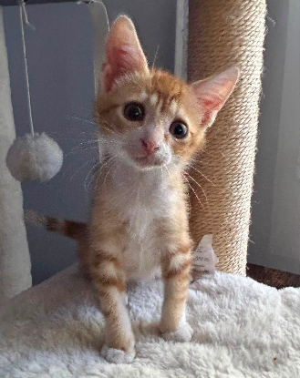 Adoption Soren