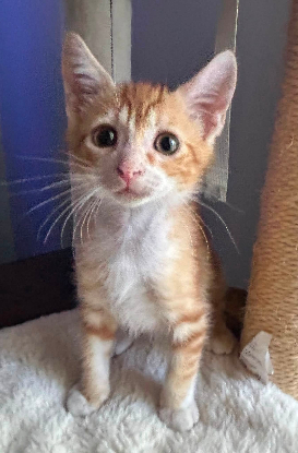 Adopter Soren