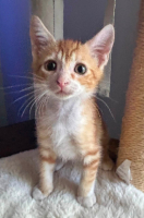 Adopter  chat : Soren