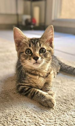 Adopter Babylon