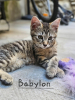Babylon