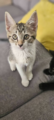 Adopter Bali